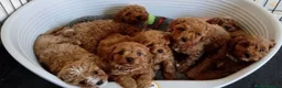 Cavapoo dogs for stud: PROVEN F1 Red Cavapoo stud-DNA Fully health tested - Advert 5