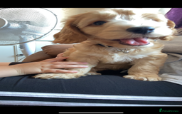 Cockapoo dogs for stud: Buddy the cockapoo ❤️ - Advert 10