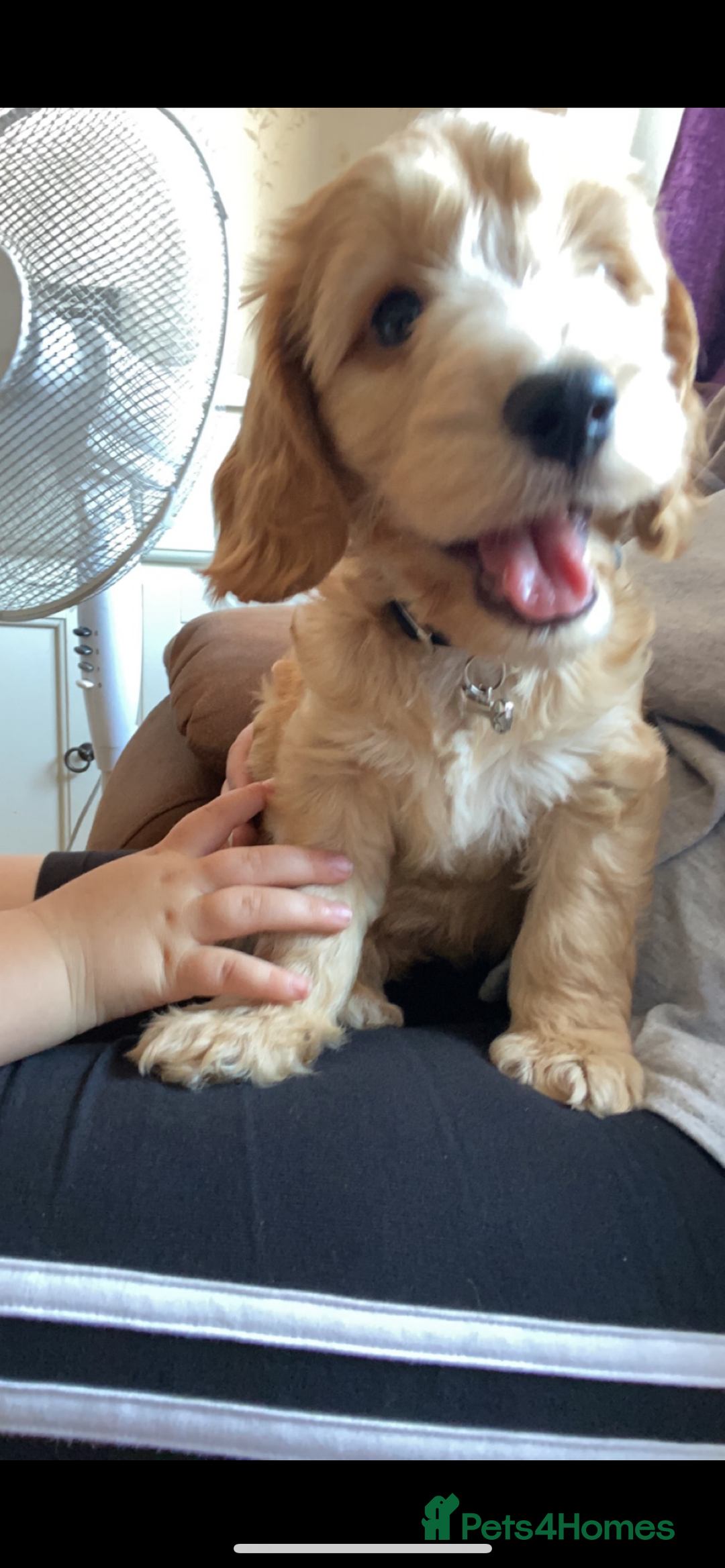 Cockapoo dogs for stud: Buddy the cockapoo ❤️ - Advert 10