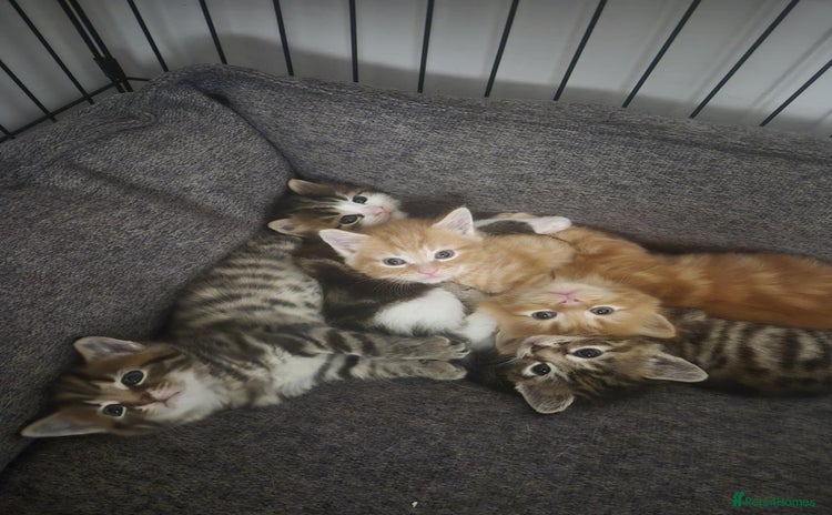 Mixed Breed cats - Advert 14