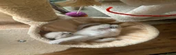 Ragdoll cats for sale: Beautiful blue point radgdoll kittens  - Advert 15