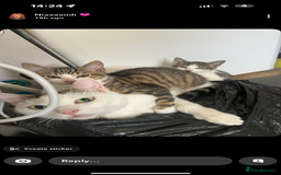 Mixed Breed cats for sale: Homes needed urgently  - Image 1