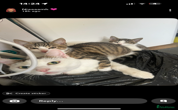 Mixed Breed cats - Advert 16