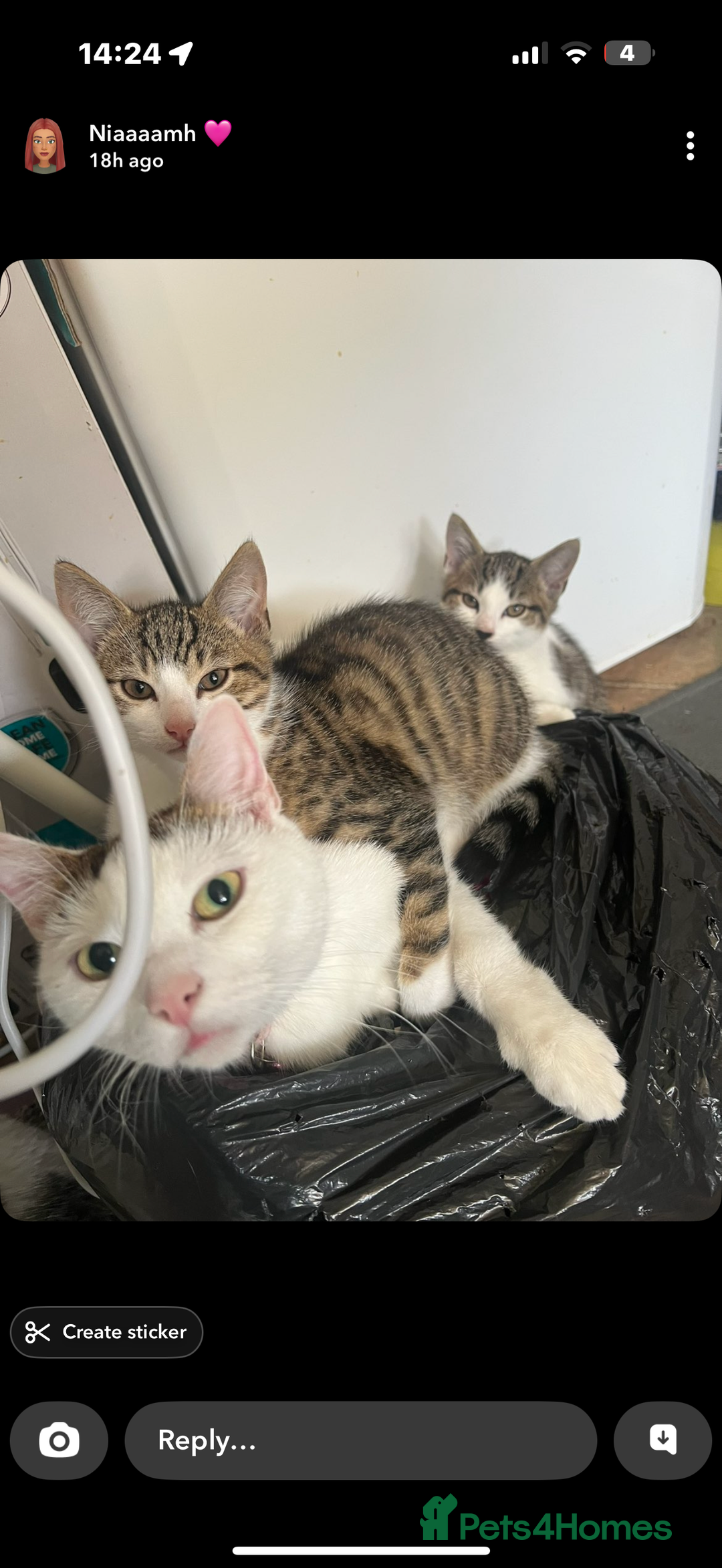 Mixed Breed cats for sale: Homes needed urgently  - Image 1
