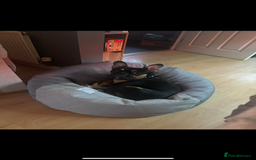 French Bulldog dogs for sale: French bulldog (bear) - Image 3