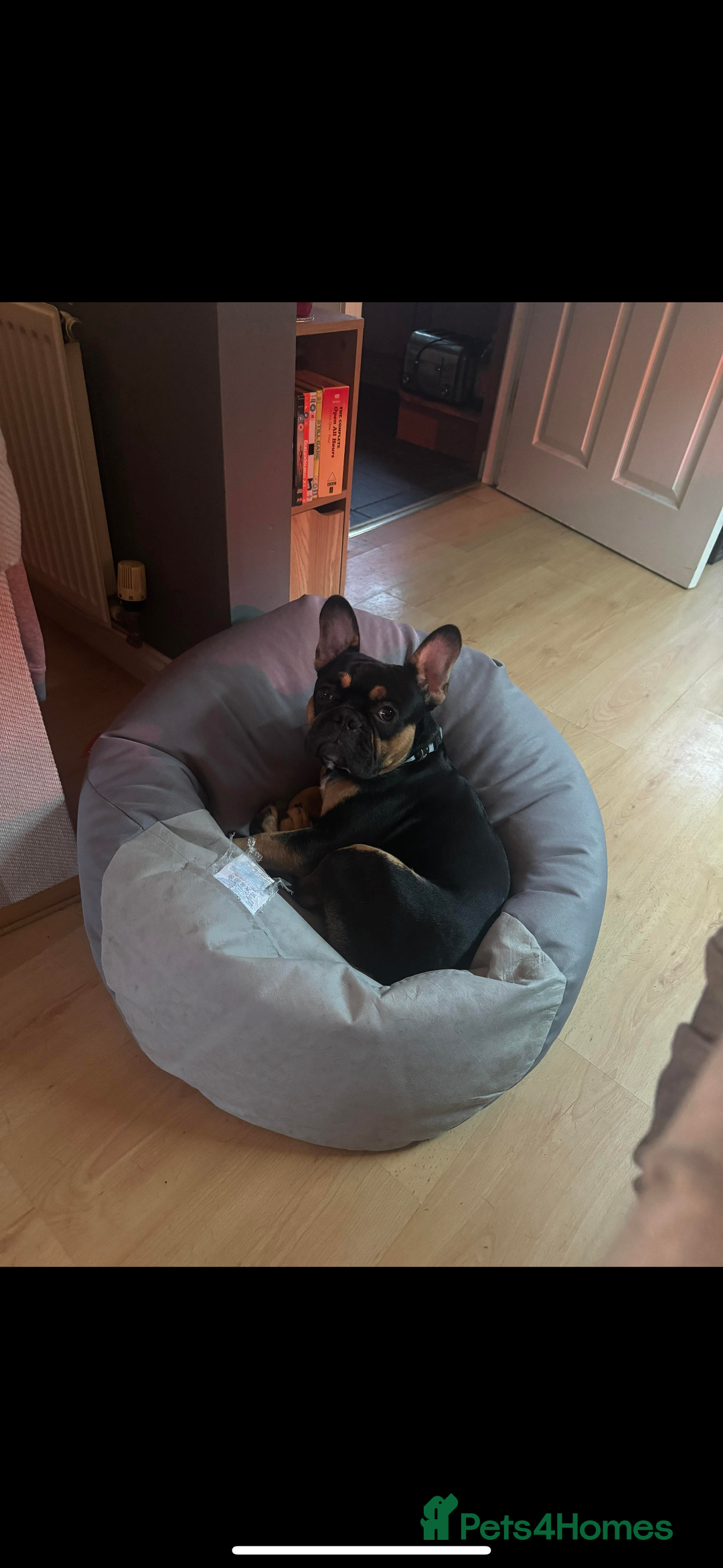 French Bulldog dogs for sale: French bulldog (bear) - Image 3