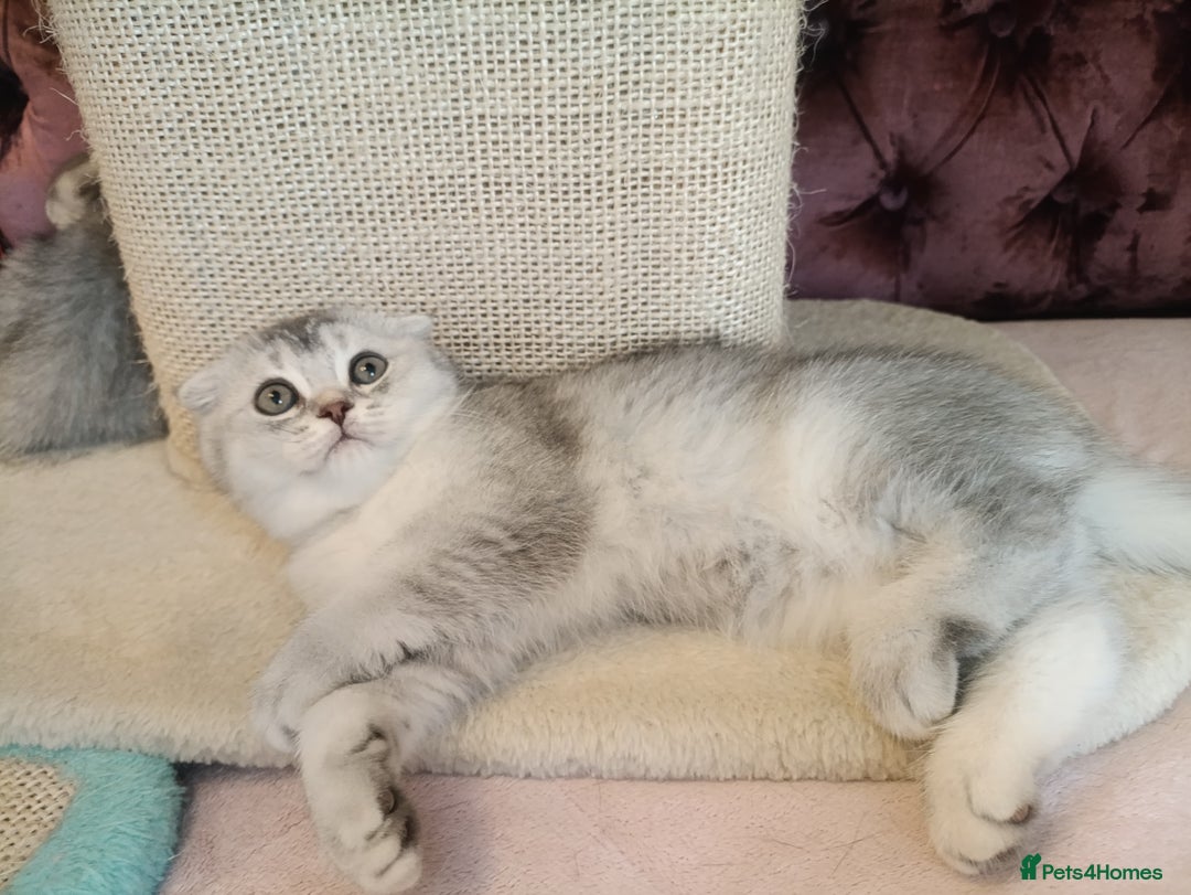 British Shorthair cats for sale: Gorgeous kittens for sale  - Image 21
