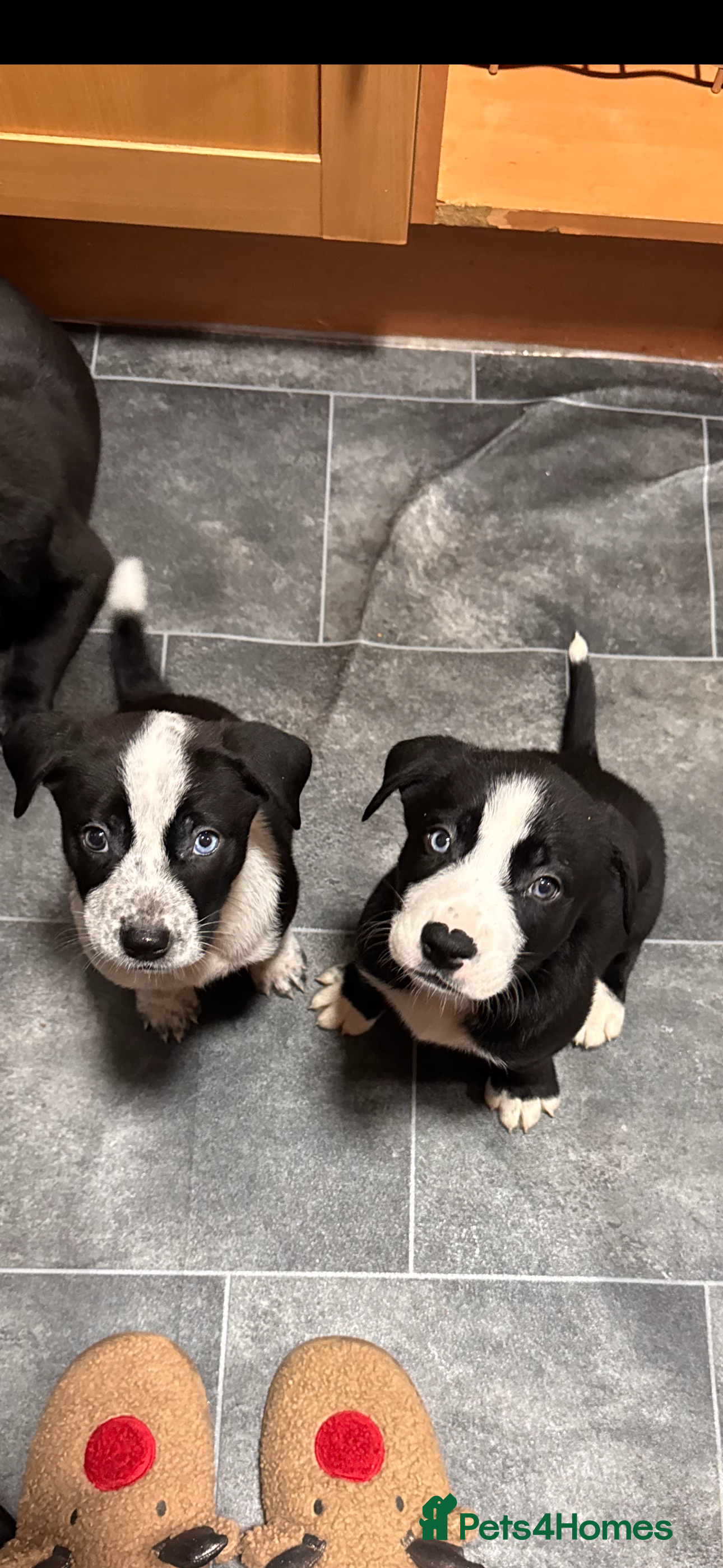 Mixed Breed dogs RARE BLUE EYE Sholly  ** tiff x Husky  - Advert 2