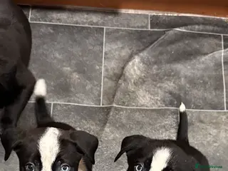 Mixed Breed dogs RARE BLUE EYE Sholly ** tiff x Husky - Advert 2