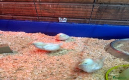 Chickens poultry for sale: Unsexed bantam chicks - Image 2