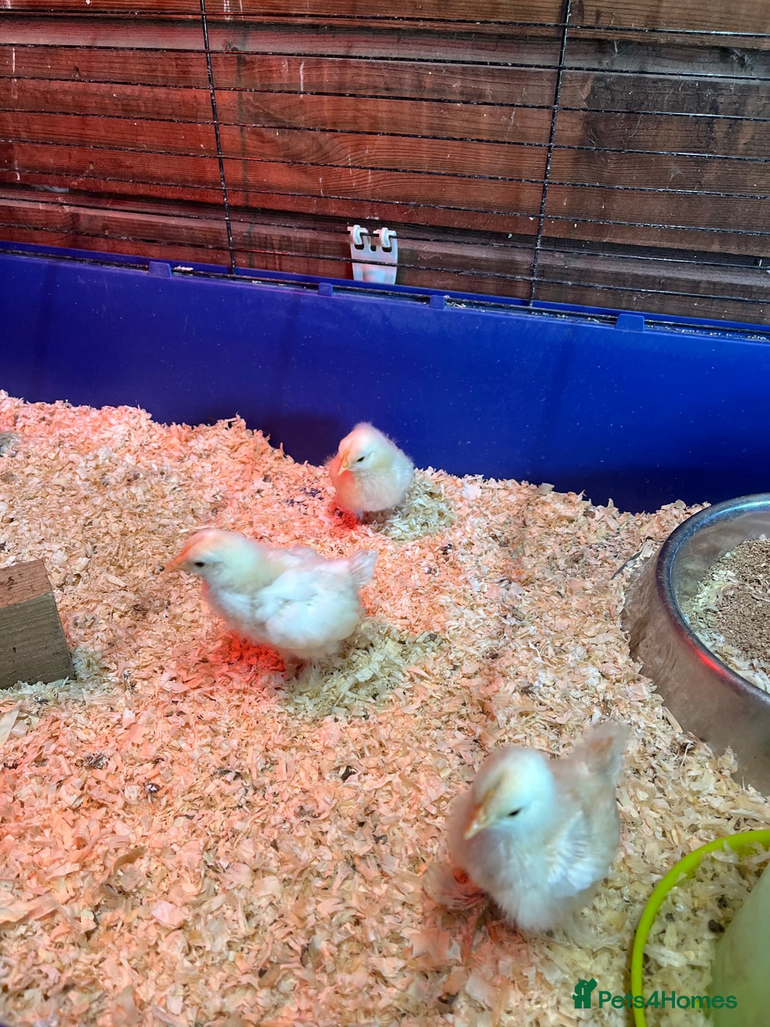 Chickens poultry for sale: Unsexed bantam chicks - Image 2
