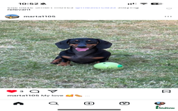 Dachshund dogs for sale: Adorable Dacshund Needs New Home - Image 5