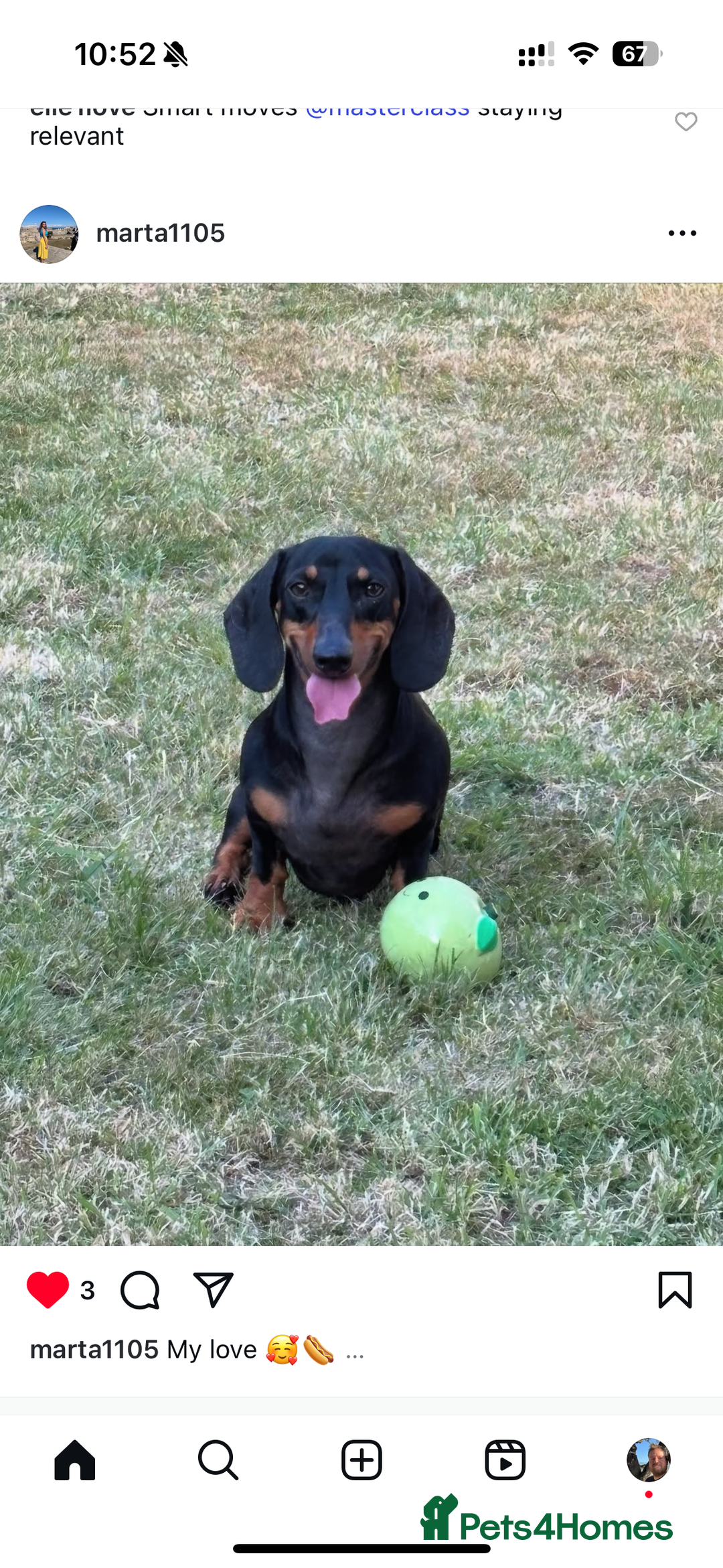 Dachshund dogs for sale: Adorable Dacshund Needs New Home - Image 5