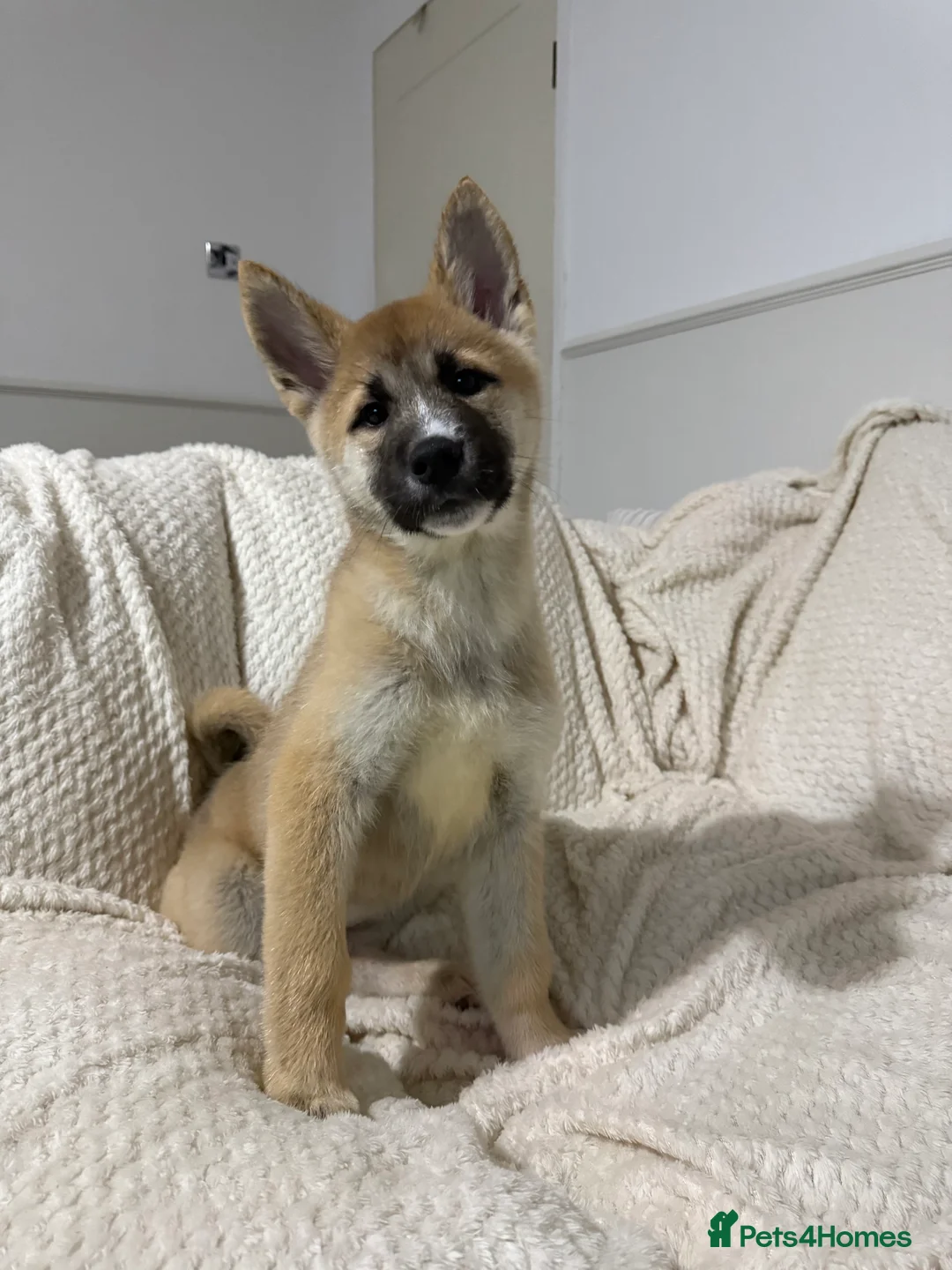 Huskita dogs for sale: FULLY VACCINATED Huskita Puppies 🤍 LAST 2 - Advert 18