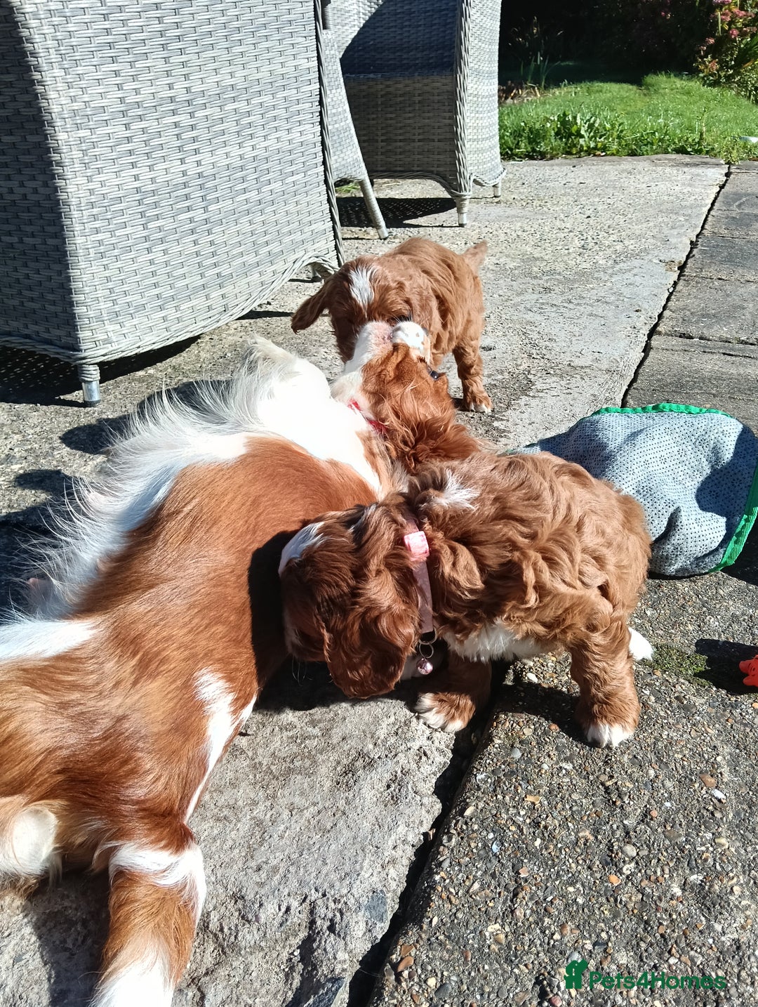 Cavapoo dogs for sale: Scrumptious Cavapoo puppies- Dad PRA tested - Image 9