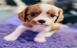 Cavalier King Charles Spaniel dogs for sale: Health Tested CKCS puppies  - Advert 4