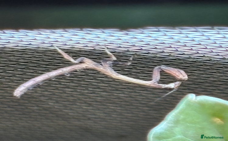 Praying Mantis invertebrates - Advert 3