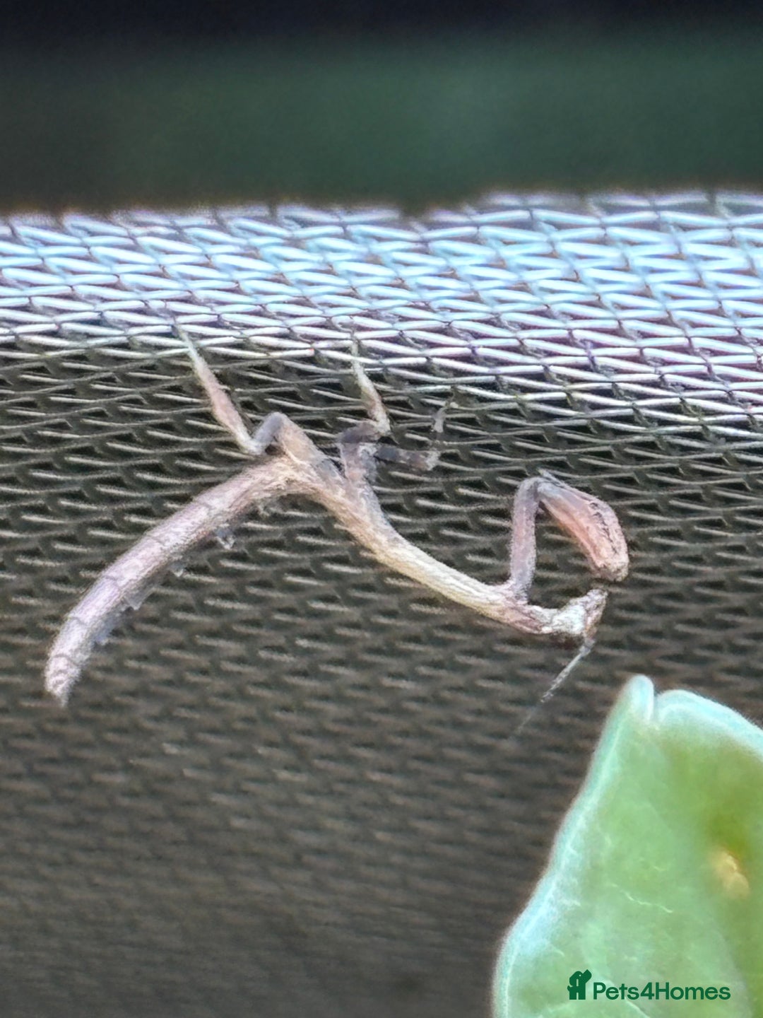 Praying Mantis invertebrates for sale: African Twig Mantis (popa spurca) - Image 1