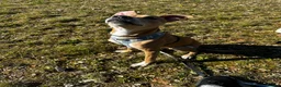 Mixed Breed dogs for sale: Rehome 11 month old greyhound x staffy  - Advert 6