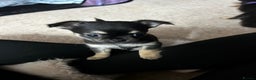 Chihuahua dogs for sale: Male and female Black and Tan Chihuahua puppies  - Advert 5