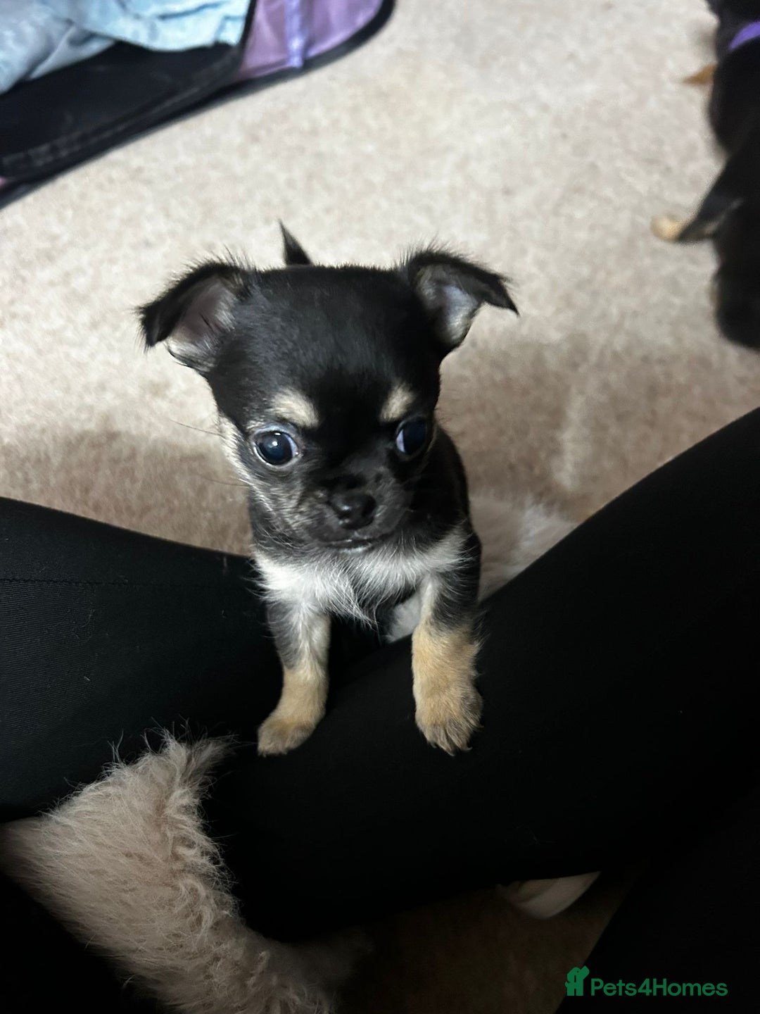 Chihuahua dogs for sale: Male and female Black and Tan Chihuahua puppies  - Advert 5