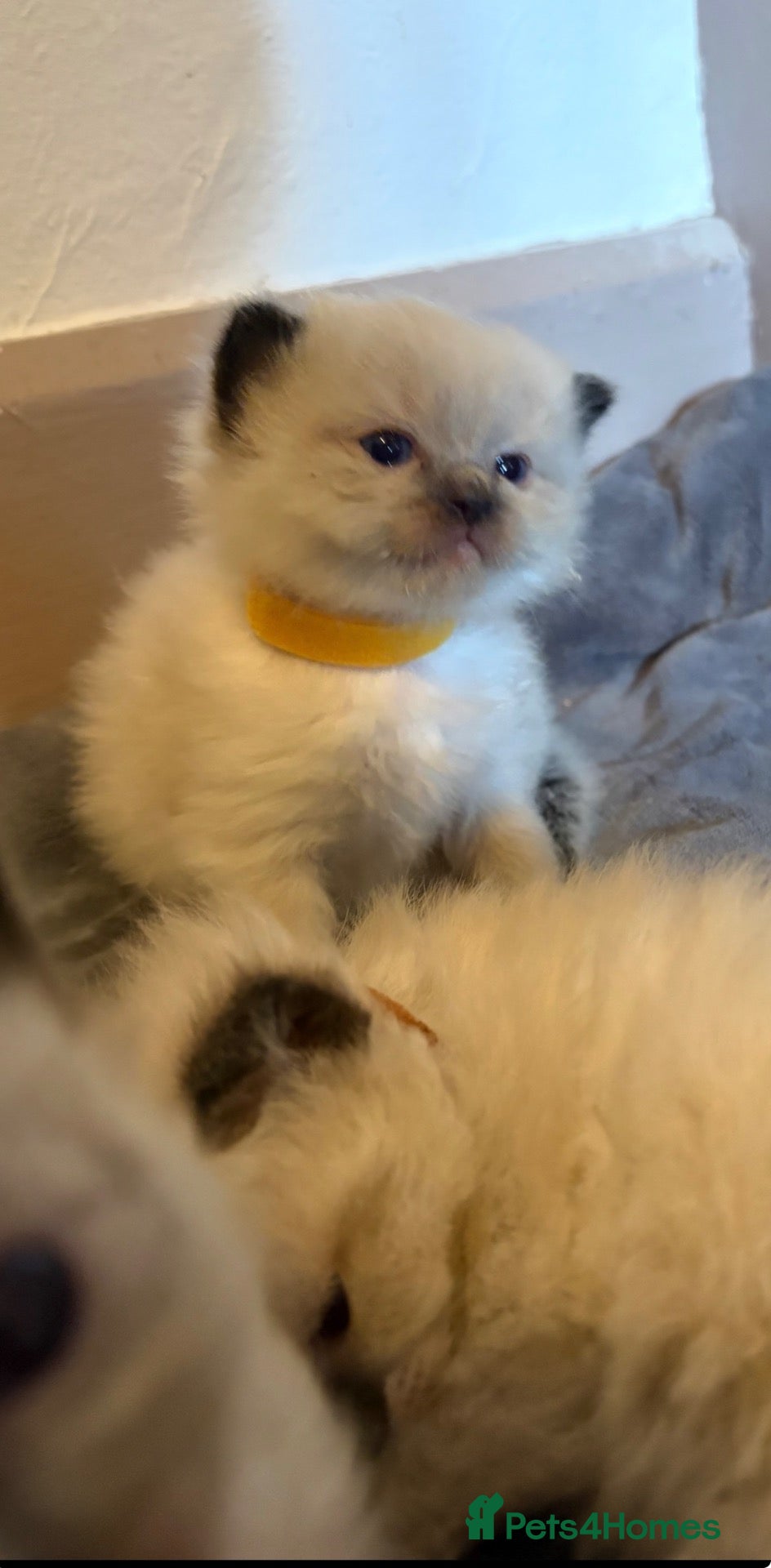 Ragdoll cats GORGEOUS RAGDOLL KITTENS – 🤍🐾 - Advert 1