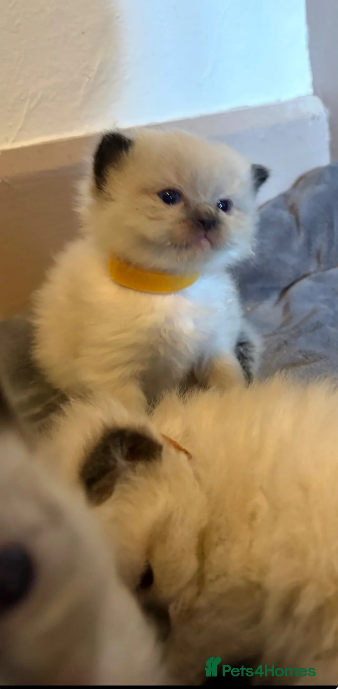 Ragdoll cats for sale: GORGEOUS RAGDOLL KITTENS – 🤍🐾 in Holsworthy - Advert 1