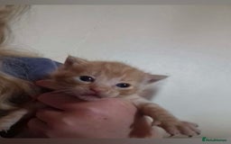 Mixed Breed cats for sale: Ginger kittens  - Image 6