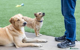 Mixed Breed dogs for adoption: Livvy - Image 12