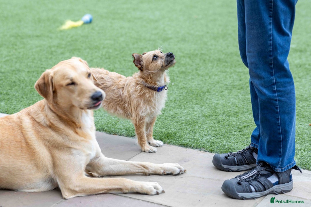 Mixed Breed dogs for adoption: Livvy - Image 12