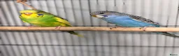 Budgerigars birds for sale: Beautiful Budgies for Sale - Advert 2