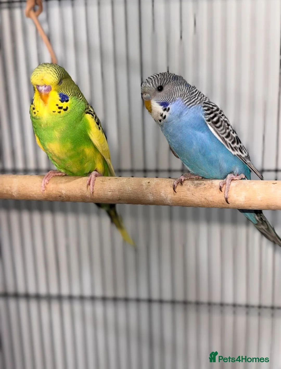 Budgerigars birds for sale: Beautiful Budgies for Sale - Advert 2