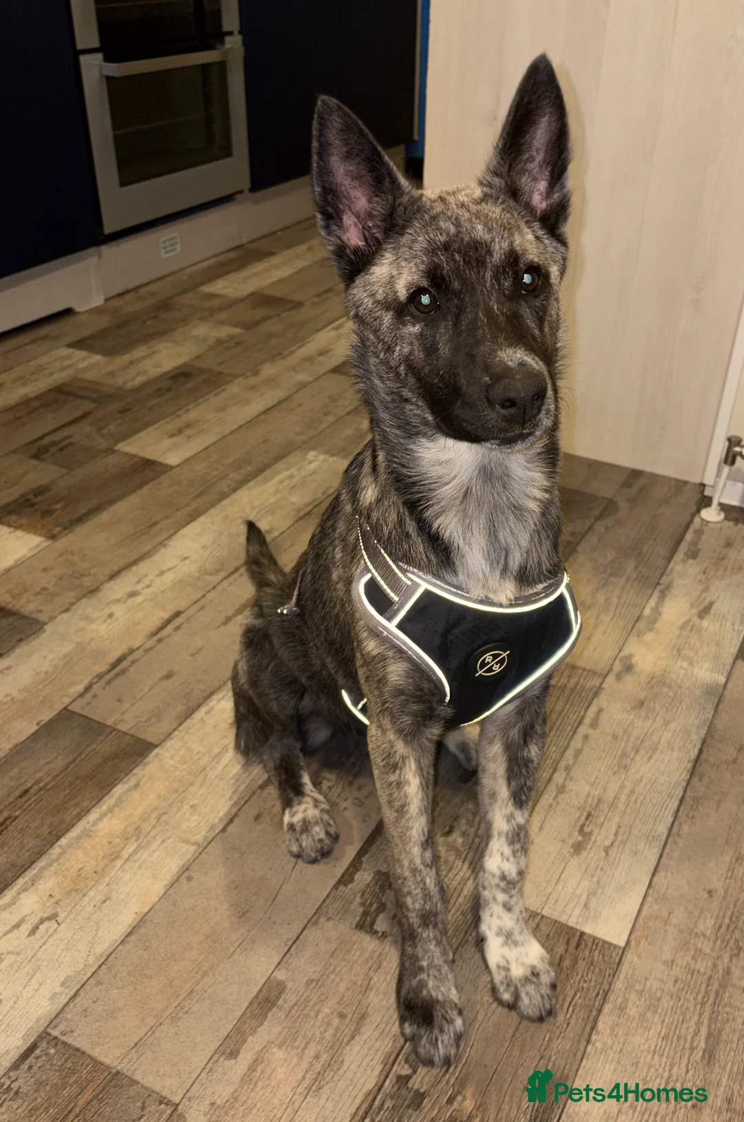 Huskita dogs for sale: 4 month old Huskita for sale - Advert 2