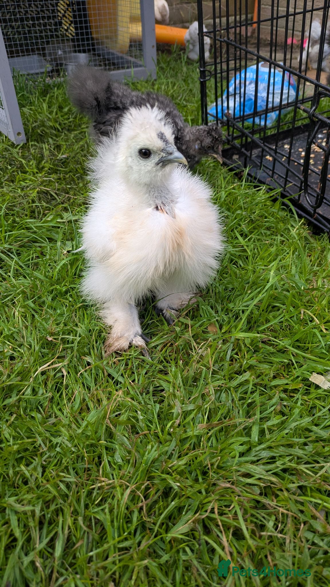 Chickens poultry Silkie chickens  - Advert 19