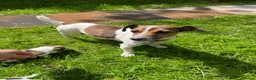 Jack Russell dogs for sale: Jack Russell Terrier 4 pedigree puppies in Newcastle upon Tyne - Advert 17