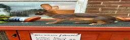 Belgian Hares rabbits for sale: Beautiful pair of chocolate & tan hares ready now - Advert 5