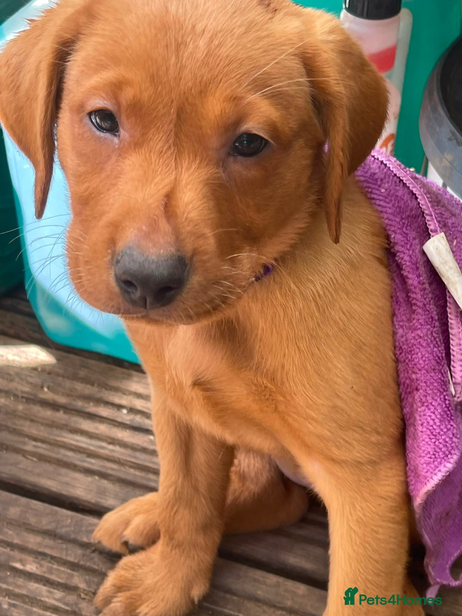 Labrador Retriever dogs Stunning Fox Red Labrador puppies - Advert 2