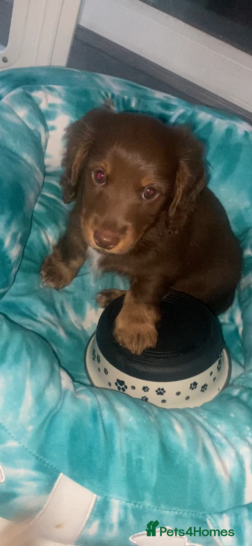 Miniature Dachshund dogs Stunning kc reg long haired mini dachshund pups  - Advert 9