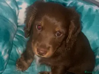 Miniature Dachshund dogs Stunning kc reg long haired mini dachshund pups - Advert 9