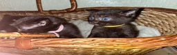 Mixed Breed cats for sale: Stunning ragdoll mix kittens - Advert 7