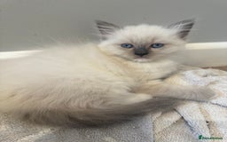 Ragdoll cats for sale: Stunning mink Ragdoll baby’s! 🩶🐱🩶 - Image 16