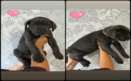 Cane Corso dogs for sale: Cane corso puppies  - Image 2