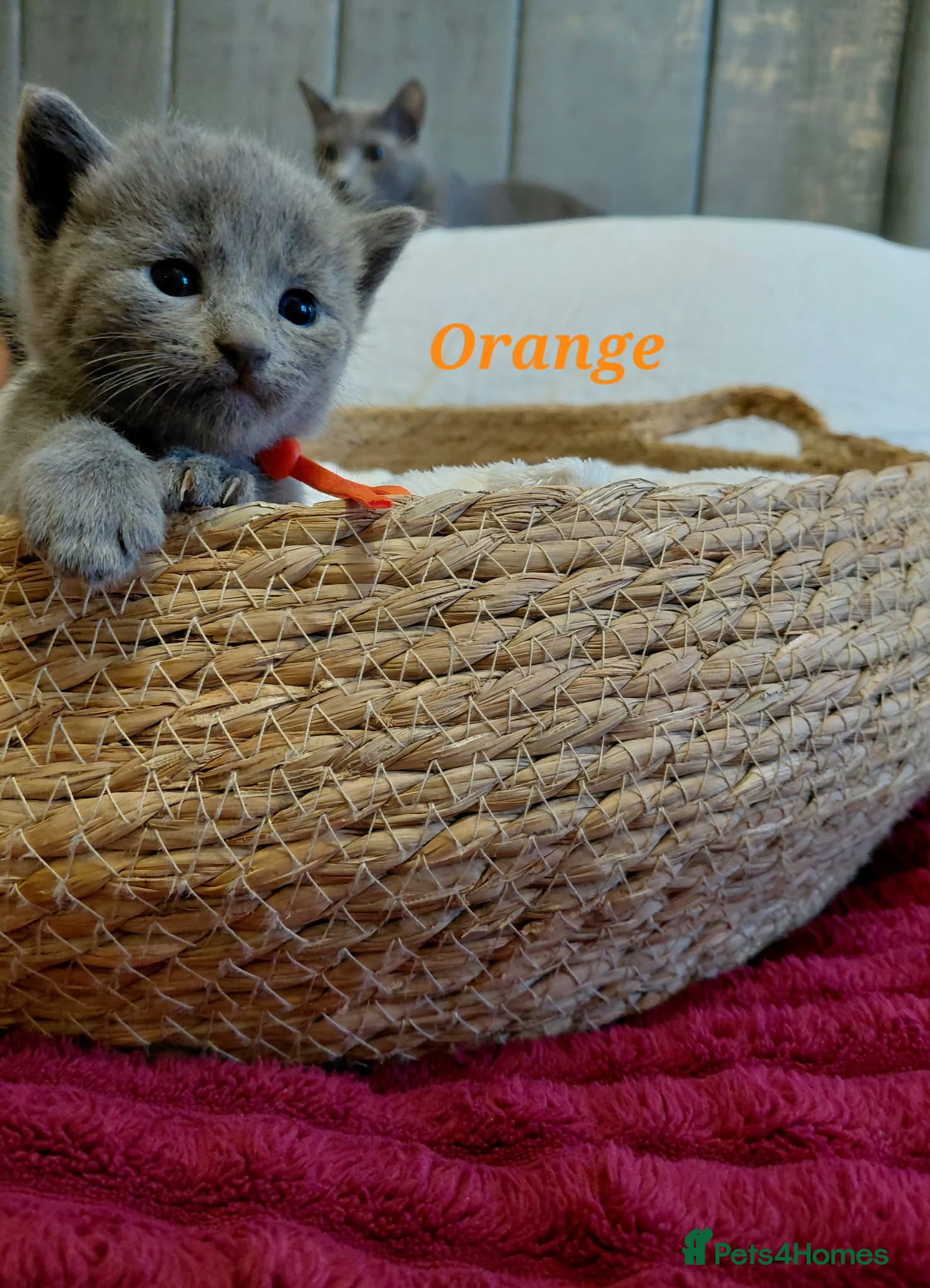 Russian Blue cats 🐾 Beautiful Russian Blue Kittens 🐾 - Advert 2
