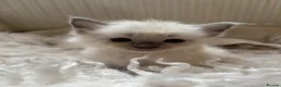 Ragdoll cats for sale: 7 Gorgeous ragdoll cross kittens 🤍 - Advert 14