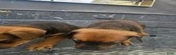 Mixed Breed dogs for sale: Amstaff x Rottwiller puppies looking for a home in Walsall - Advert 6