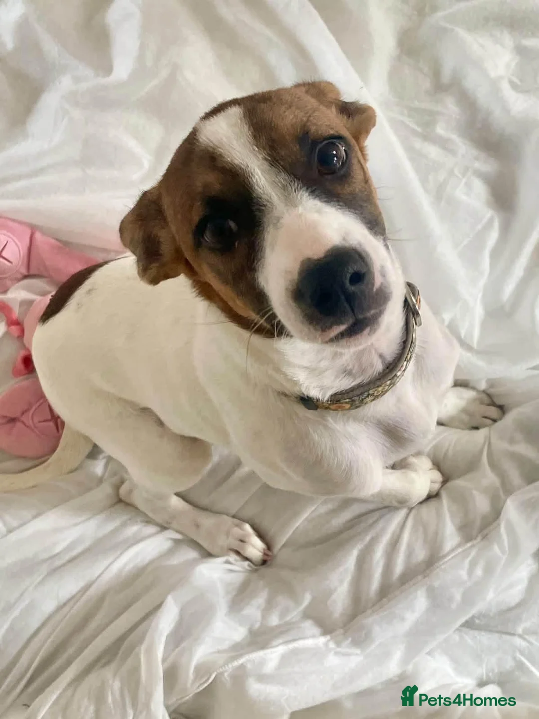 Mixed Breed dogs for adoption: Lovely Oscar! in Barnstaple - Advert 2