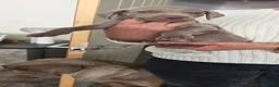Weimaraner dogs for sale: Champion bloodline silver weimaraner puppies  - Advert 4