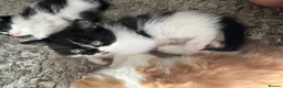 Mixed Breed cats for sale: Beautiful baby kittens  - Advert 5