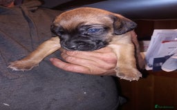 Mixed Breed dogs for sale: Bold Brave pups - Advert 5