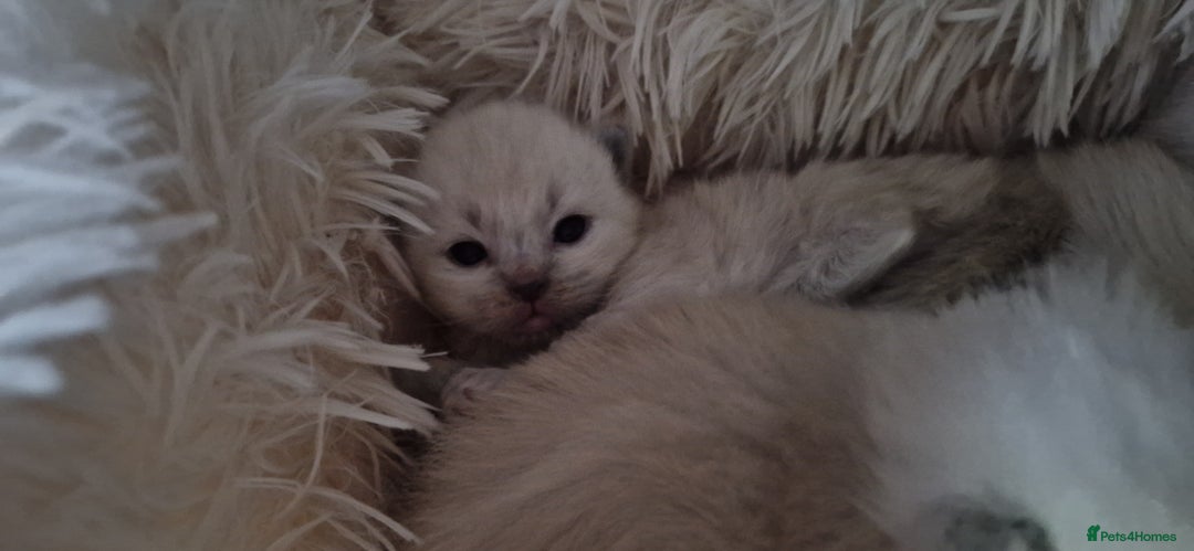 Ragdoll cats for sale: Gorgeous Ragdoll Kittens  - Image 13